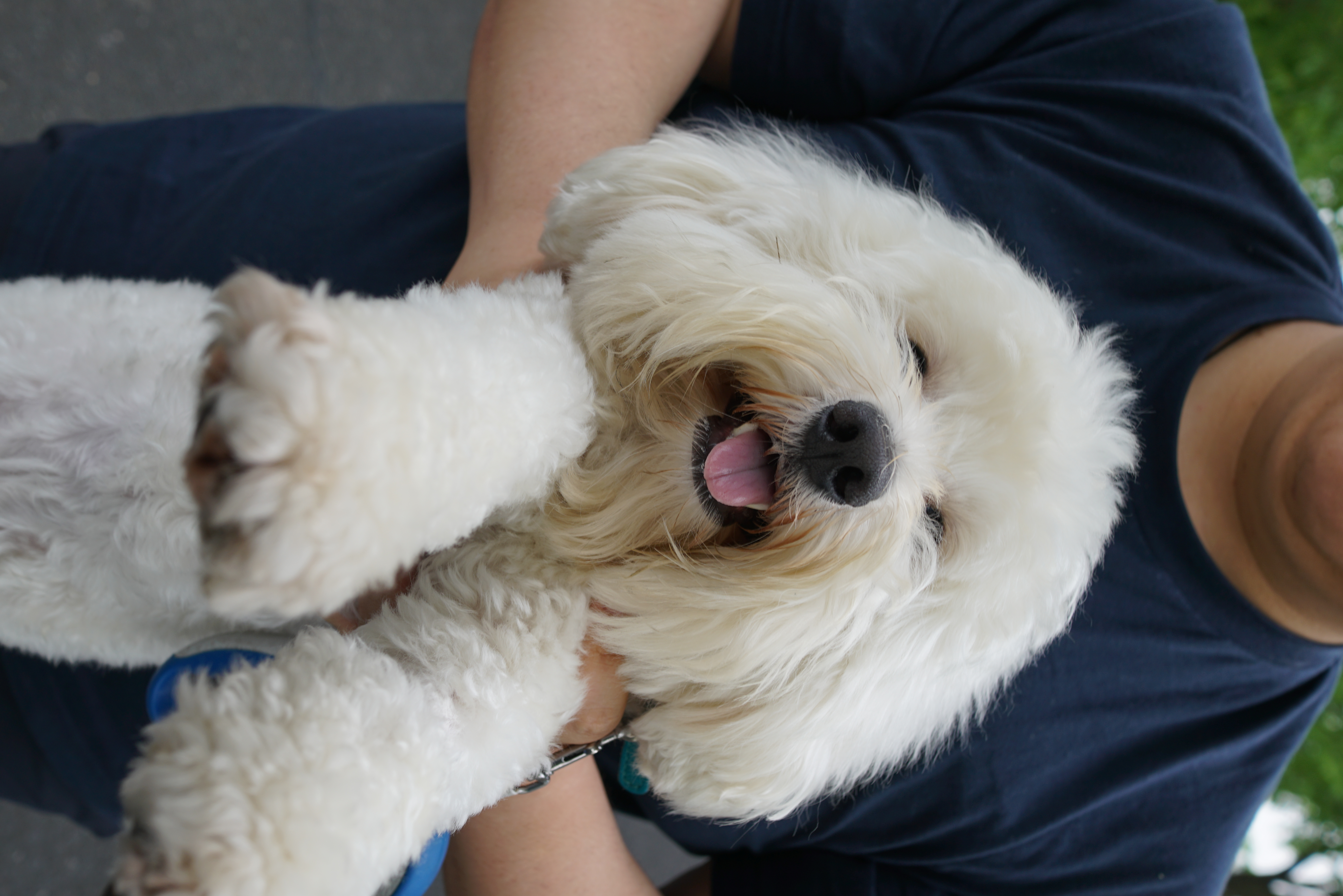 Description of image 6